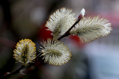 White and brown plant in close-up photography
